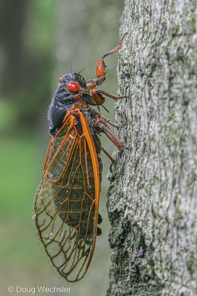 periodical cicada